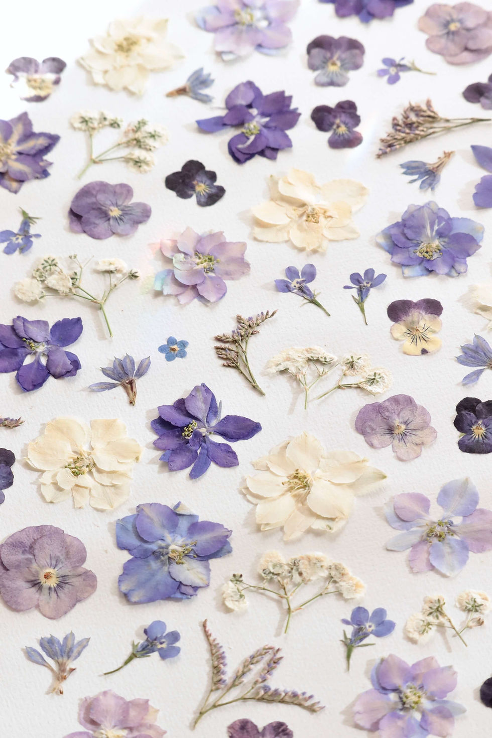 herbier de fleurs pressées chemin des marettes