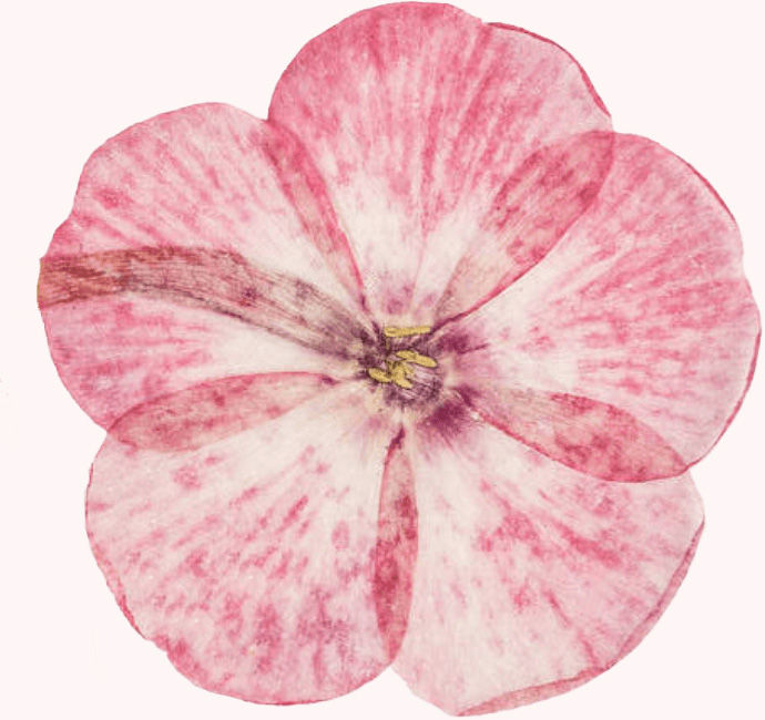 phlox-fleur-pressée-chemin-des-marettes.jpg