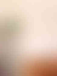 herbier rosace de fleurs pressées d'hortensia