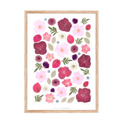 Herbier Caline
