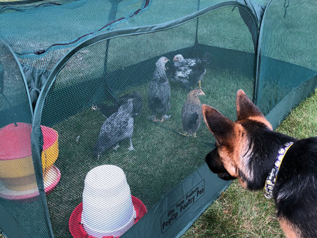 Chicken Playpen