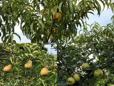 Ripening on the Tree