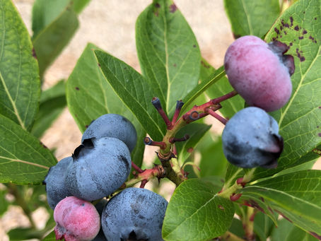 Blueberry Hill