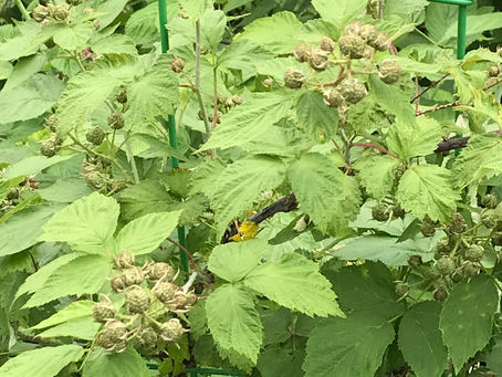 Berries Abound
