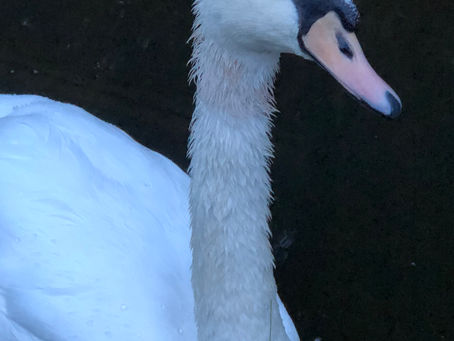 Close up and Personal