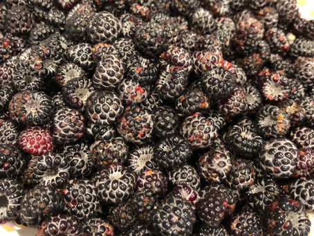 Black Raspberries Anyone
