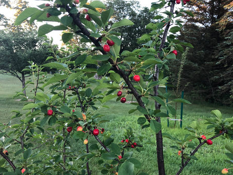 Finally my own Cherries