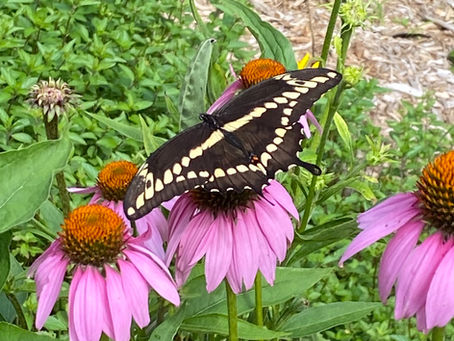 Butterflies About