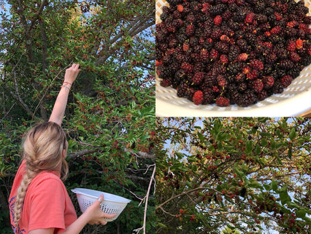 All Around the Mulberry Tree...