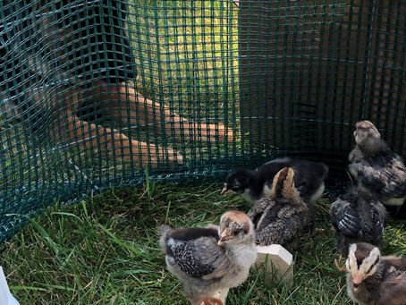 Uli meeting the Chicks