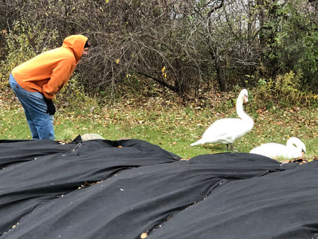 Swan Whisperer