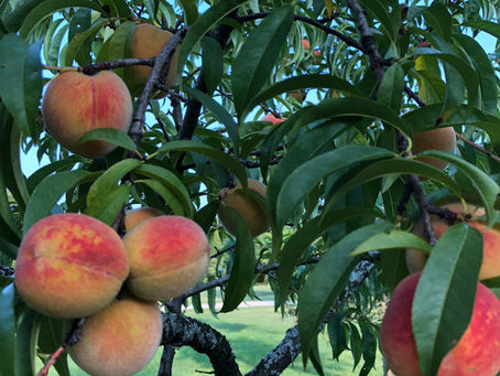 Peaches, Pears, Apples Ohhh My