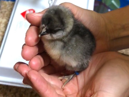 Chicks Arrived Today!!!