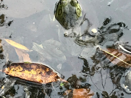 Frog Symphony Tonight!