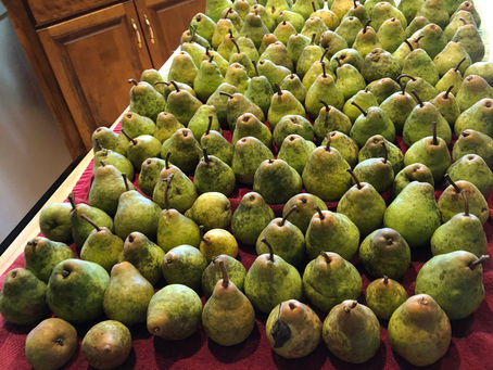 Harvest Day #2