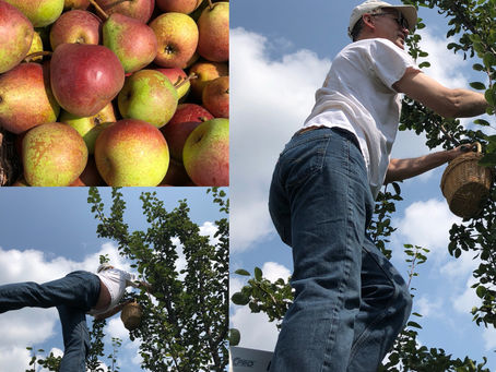 Out of No Where Pears