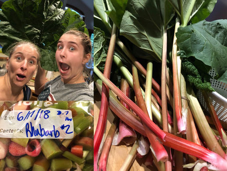 Rhubarb of Giant Proportions