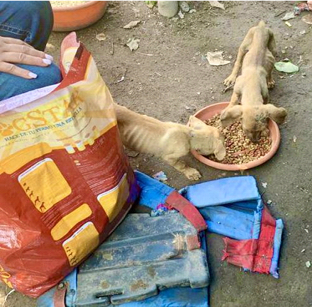 Alimentando perritos