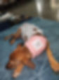 esterilizada.jpg