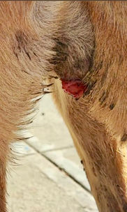 Perrita con tumor de sticker