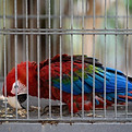 macaw in cage2.jpg