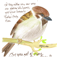 18. Sparrow