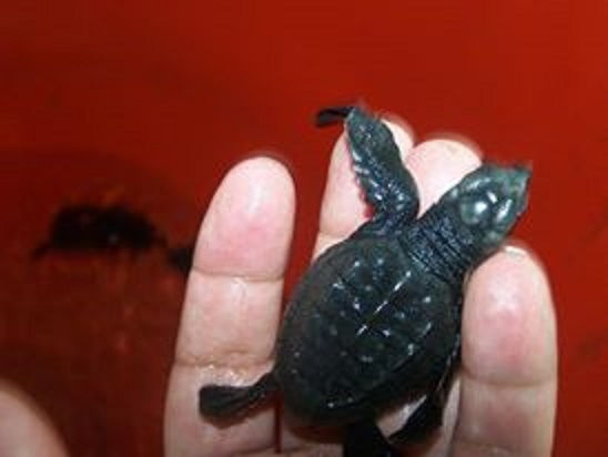 Tortuguita