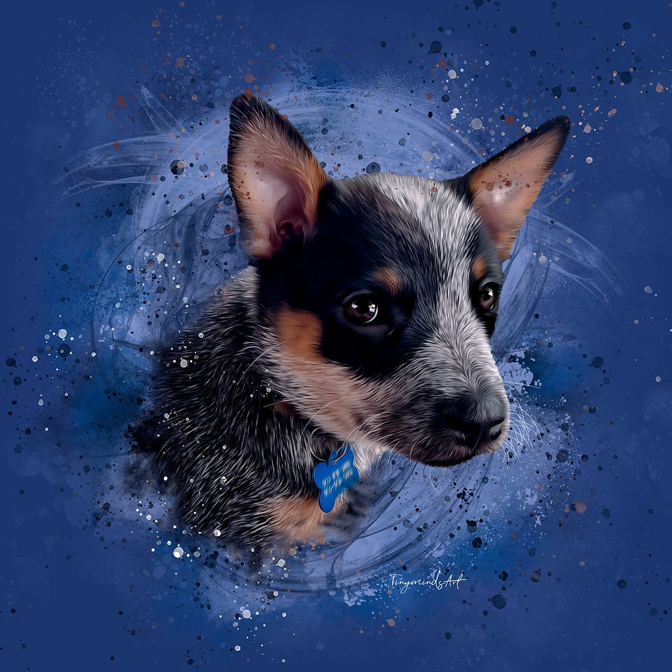 Miniatura: Blue portrait of a heeler puppy