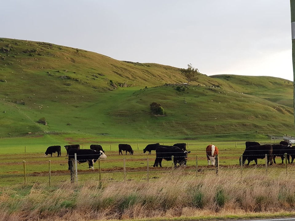 Ngatarawa2