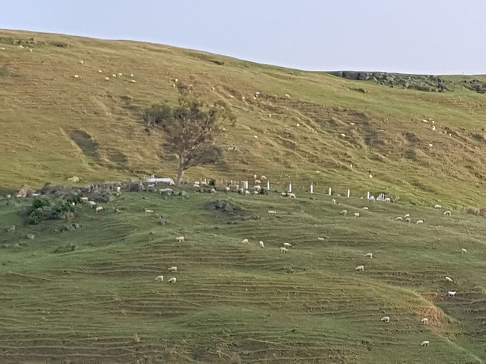 Ngatarawa1