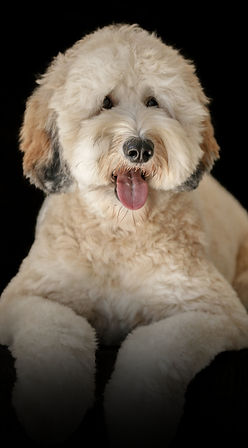 Untitled design copy.jpg