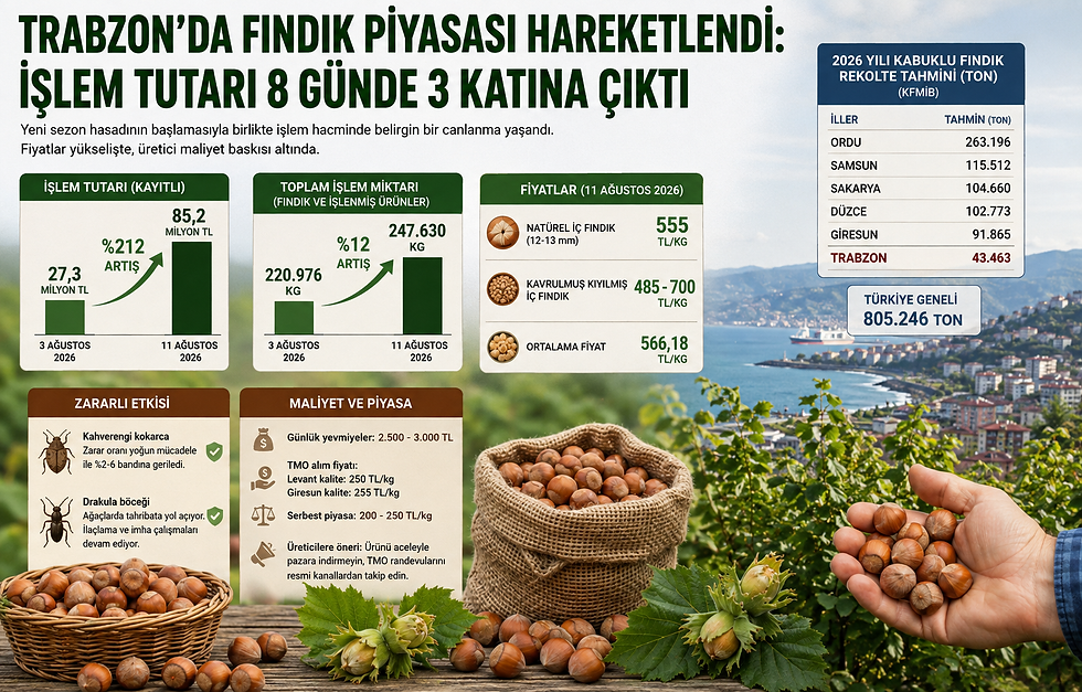 Trabzon’da fındık piyasası hareketlendi: İşlem tutarı 8 günde 3 katına çıktı