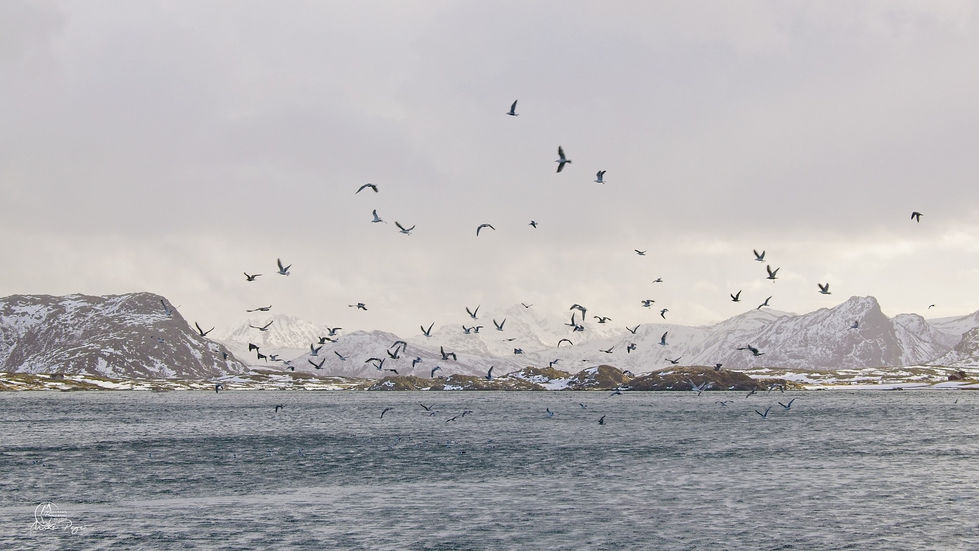 Lofoten Gulls