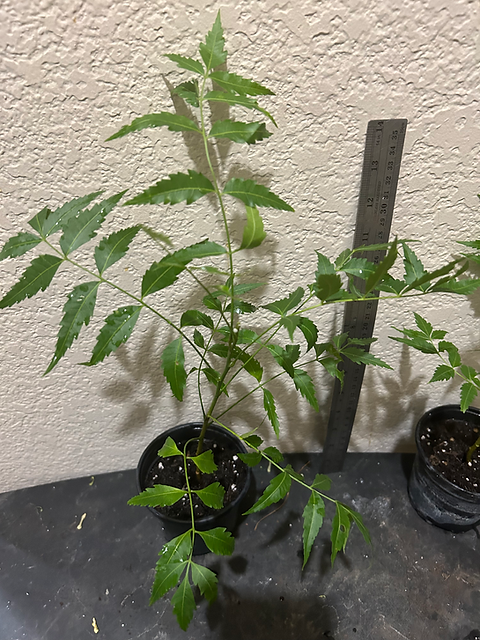 Neem plant 1.5 feet tall in 1 gallon pot | Shreeya's Naturals