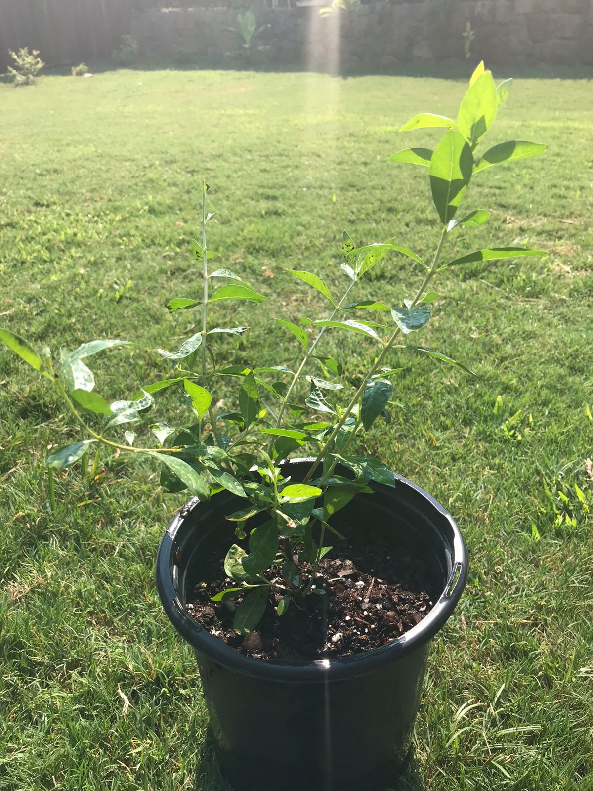 Henna / Mehndi - Medium size