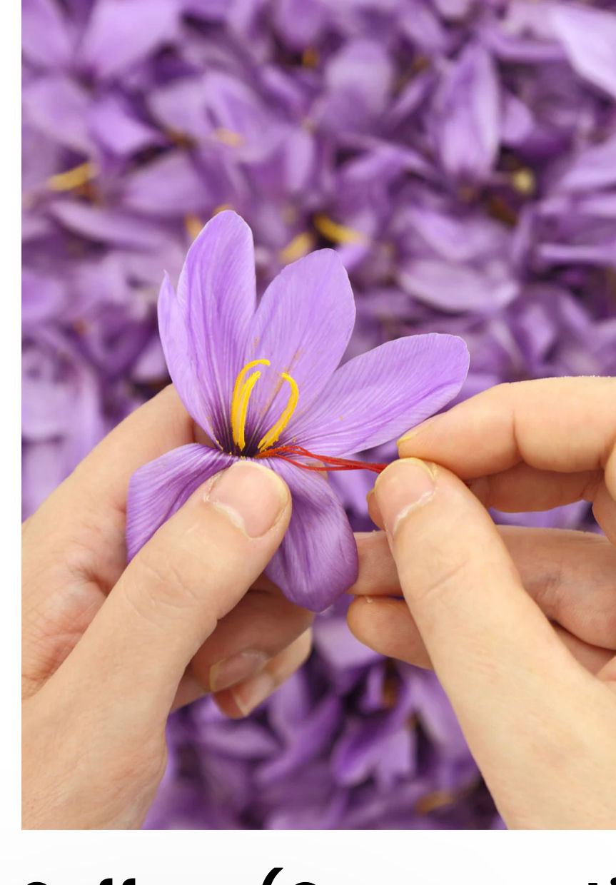 Thumbnail: Saffron plant - crocus Sativus(plant not bulb)
