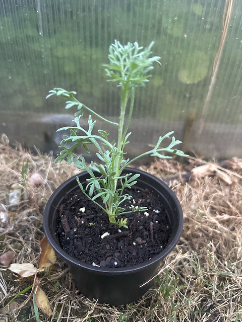graue palmlilie Yucca gloriosa Palmlilie vom Toskanagarten  toskanagartenshop