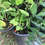 Thumbnail: Kodi sampangi/ Pakalana vine / Telosma cordata / Chinese violet / Tonkin jasmine