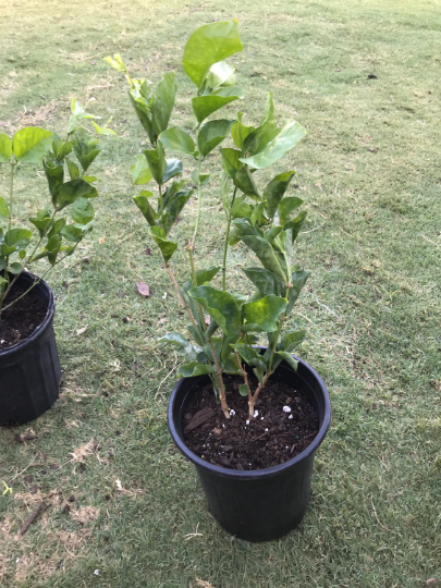 Thumbnail: Bushy Medium 20-24 inches Belle of India jasmine
