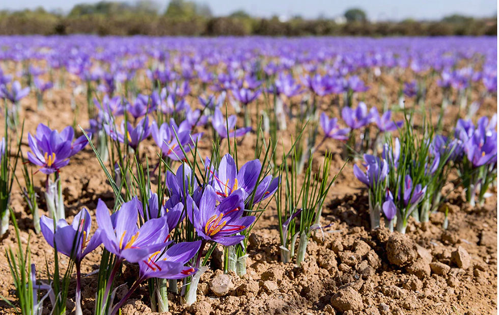 Thumbnail: Saffron plant - crocus Sativus(plant not bulb)