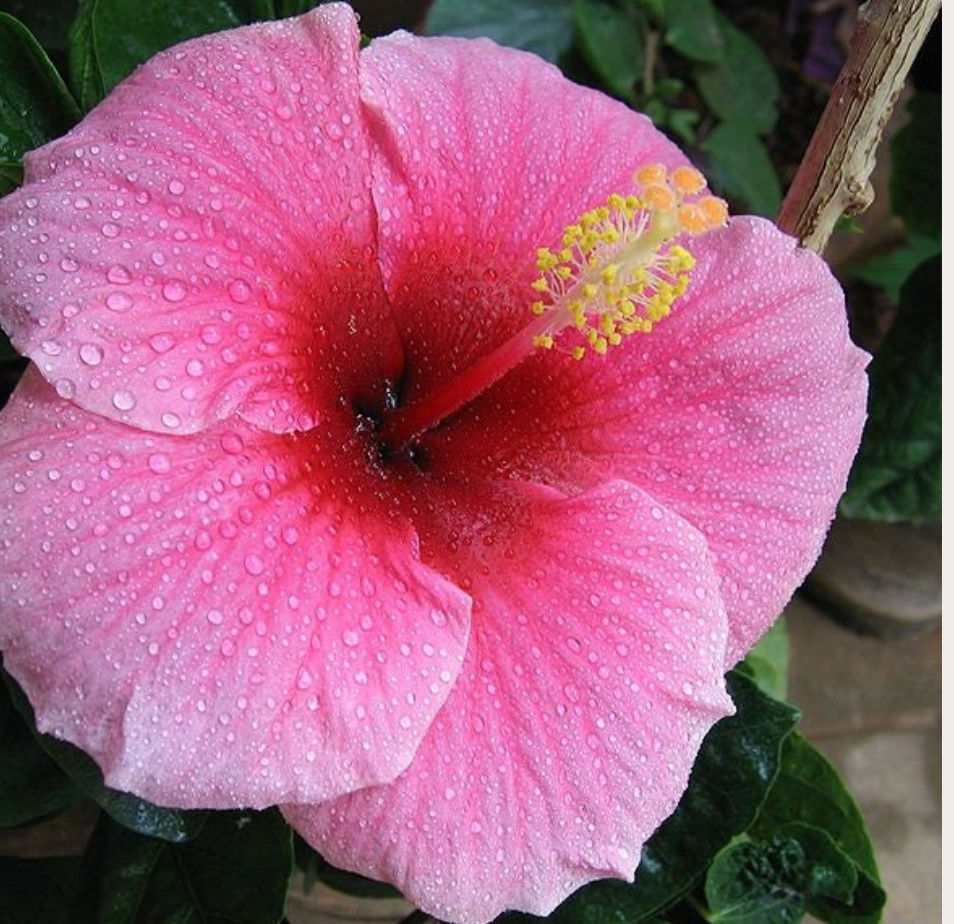 Thumbnail: Hibuscus -Luna  mix seeds (pink/ Red / white /white swirl)