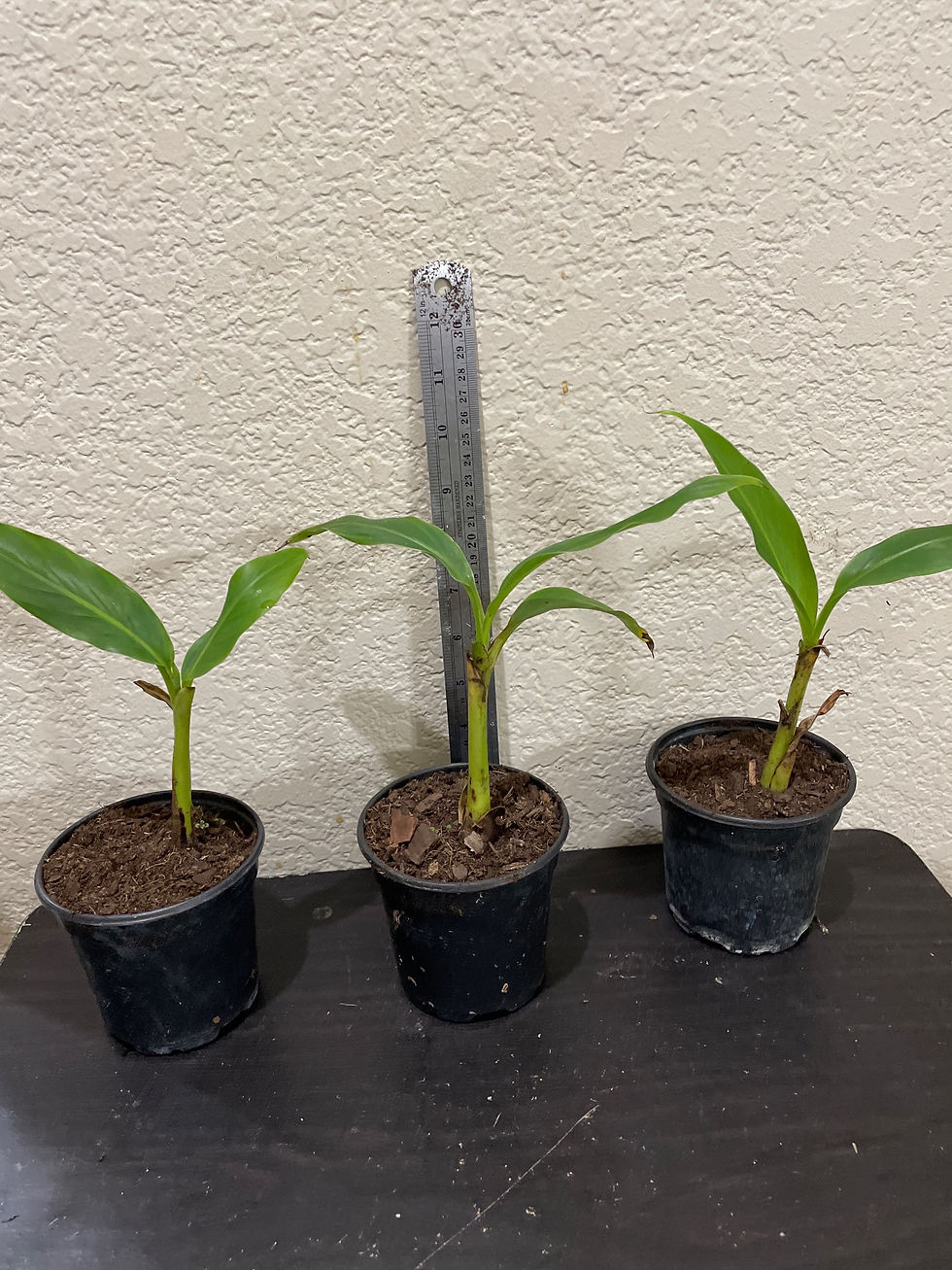 Thumbnail: Cold Hardy / Musa Basjoo / Japanese Banana / starter plant