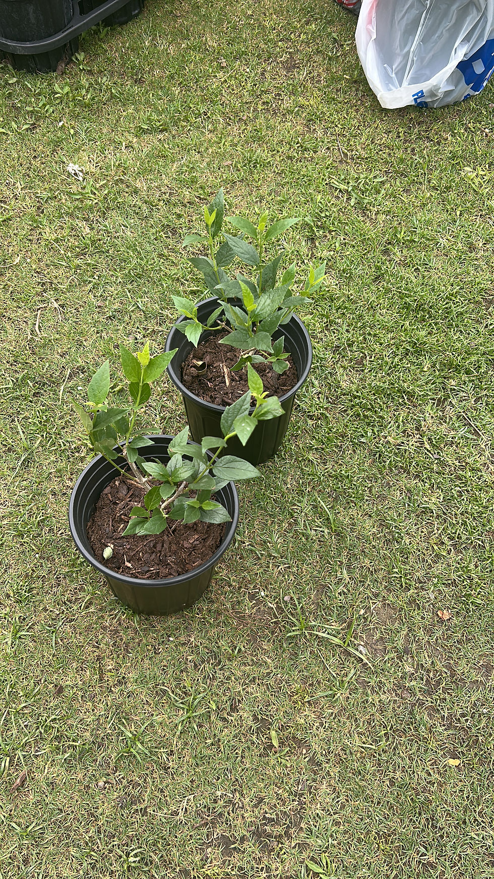 Thumbnail: 10-12 inches  Bushy matured Parijat -Medium / பவளமல்லி / Pavazhamalli