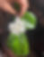 Thumbnail: Donthara malli /Dontara / New variety double layer jasmine in 4 inch pot