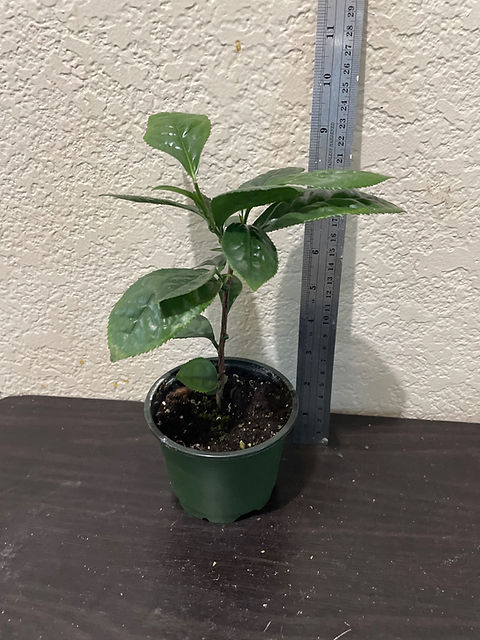 olivenbaum knstlich depot Kunstpflanze Olivenbaum Giant Y Stamm | 270cm