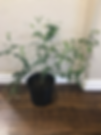 Thumbnail: Pichi poo / Poet Jasmine/Pink jasmine vine variety / Jaathi malli - medium