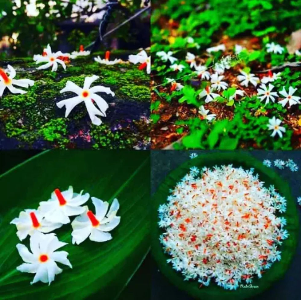Thumbnail: 10 inches starter size (baby plant)Parijat -Medium / பவளமல்லி / Pavazhamalli