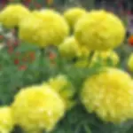 Indian Marigold seeds / samandhi