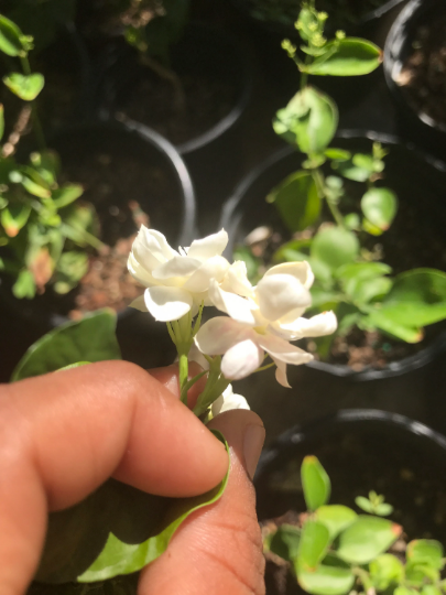 Thumbnail: Rare Double layer "Arabian knights " jasmine - Nyctanthes -Mali Chantaboon