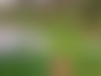 Wildflowers in a field